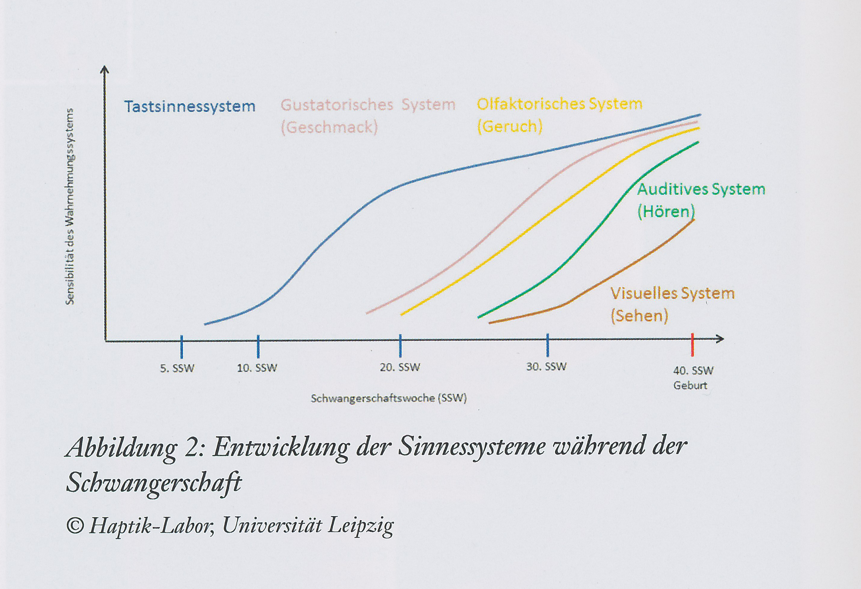 Entwicklung der Sinnessysteme während der Schwangerschaft